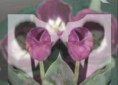 /album/kepgaleria-fotomontazsok-vegyes-fantazia-kepek/tulip-claire-j-jpg/